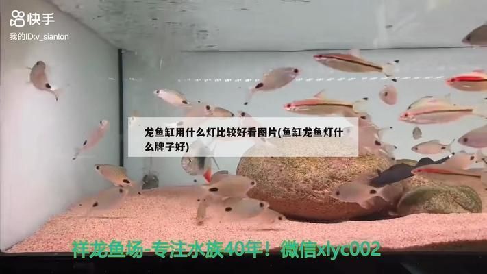 龍魚燈什么顏色好看又漂亮圖片：金龍魚燈光選擇指南