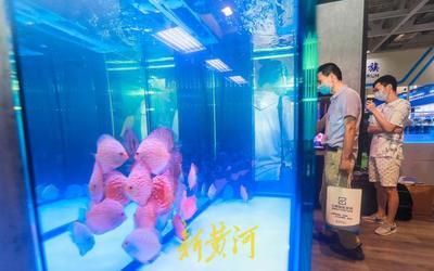 濟南龍魚展會時間表（2019年濟南魚缸展會時間表360問答）