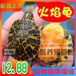 龍魚幼苗掛蛋苗：如何提高龍魚幼苗掛蛋苗的生物學原理