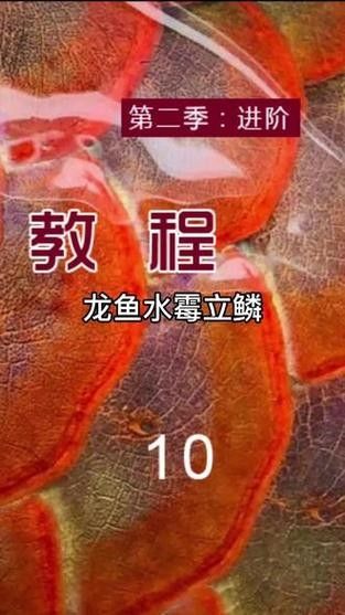 龍魚身上白毛尾巴白疙瘩