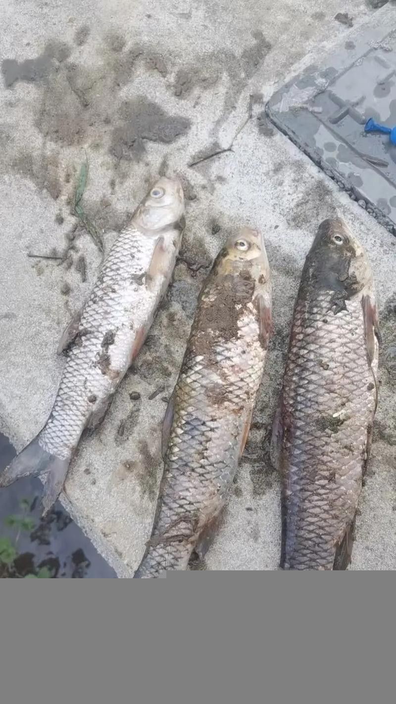 龍魚身上白毛尾巴白疙瘩