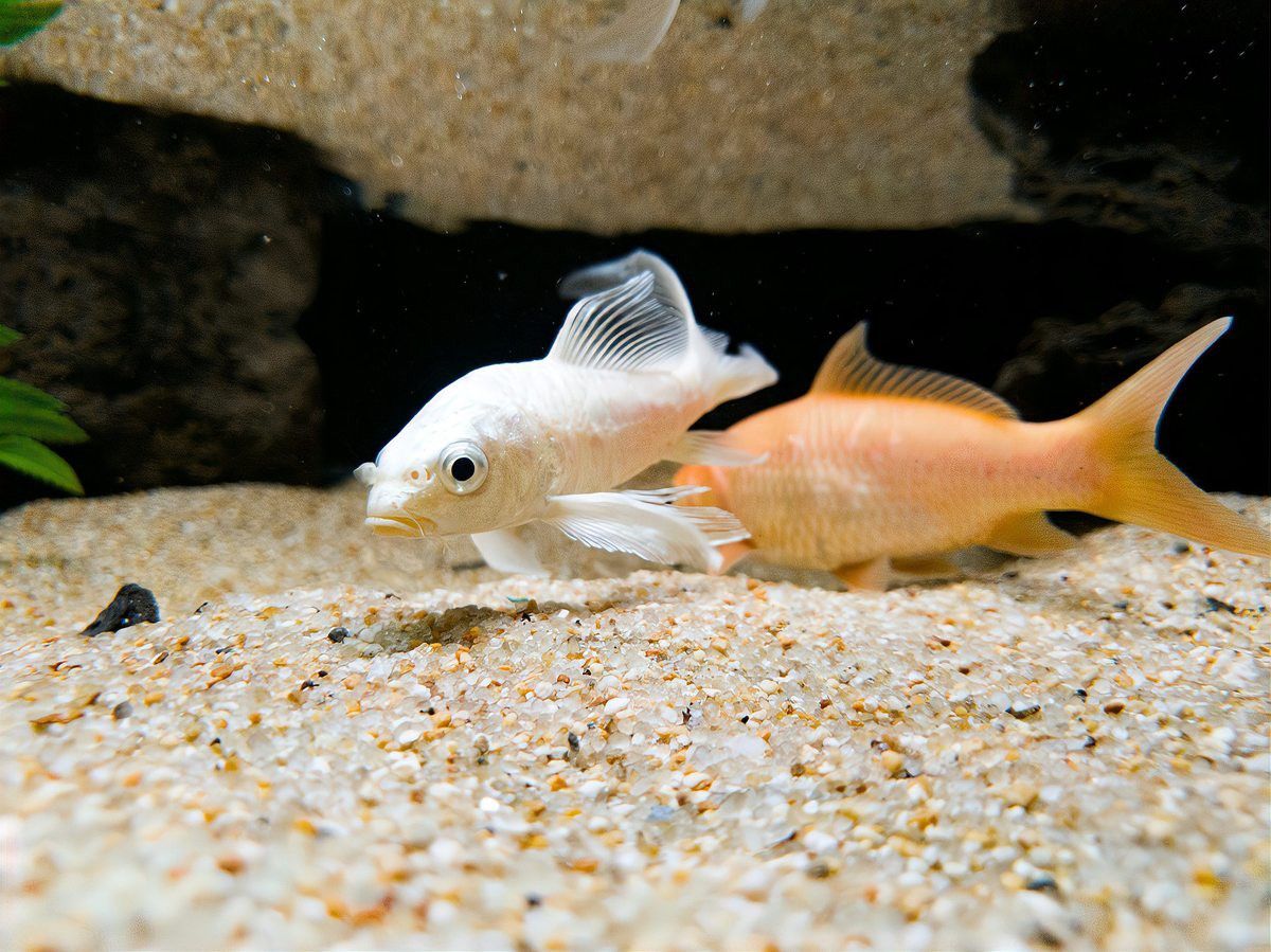 恐龍魚能活多少年