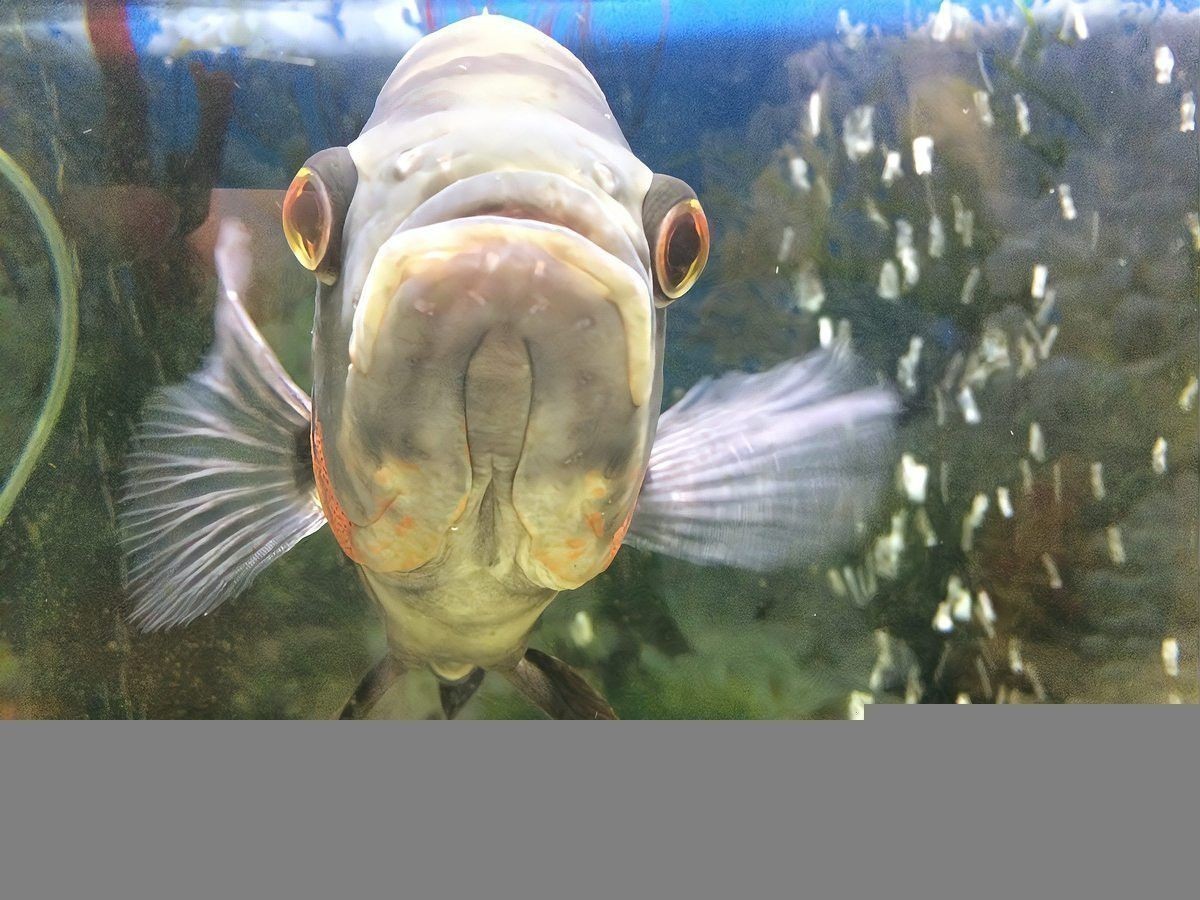 恐龍魚能活多少年