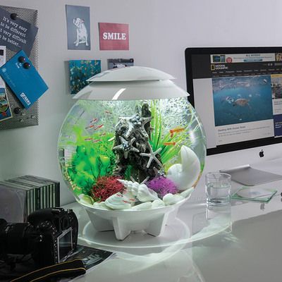 魚缸擺放最佳位置示意圖（魚缸風(fēng)水?dāng)[放圖解客廳魚缸布置技巧魚缸擺放影響財運嗎） 魚缸擺放最佳位置示意圖（魚缸風(fēng)水?dāng)[放圖解客廳魚缸布置技巧魚缸擺放影響財運嗎） 龍魚百科 第5張
