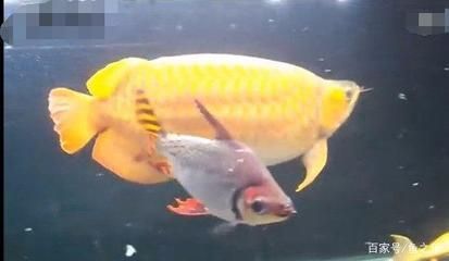 龍魚和虎魚在一起開燈（龍魚和虎魚之間的打架行為如何防止？）