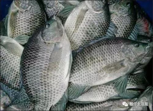 羅非魚廣東叫什么