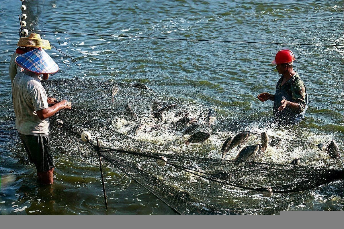 羅非魚廣東叫什么