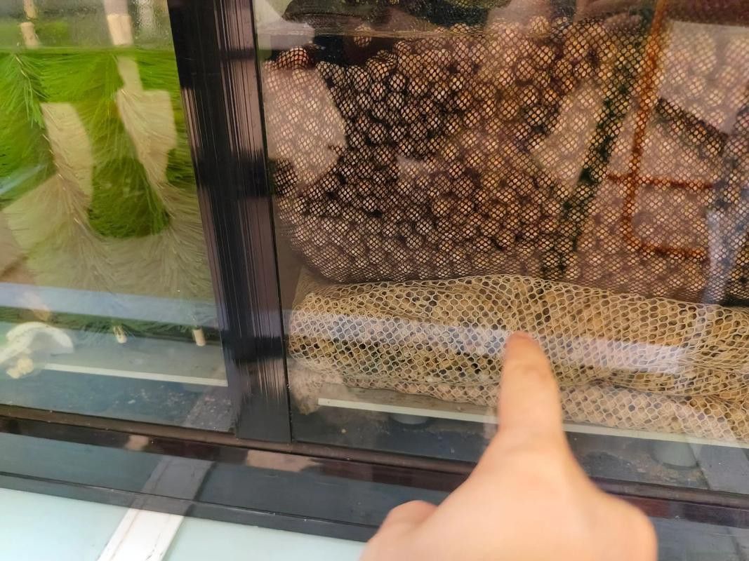 如何保持金龍魚缸水溫穩定？