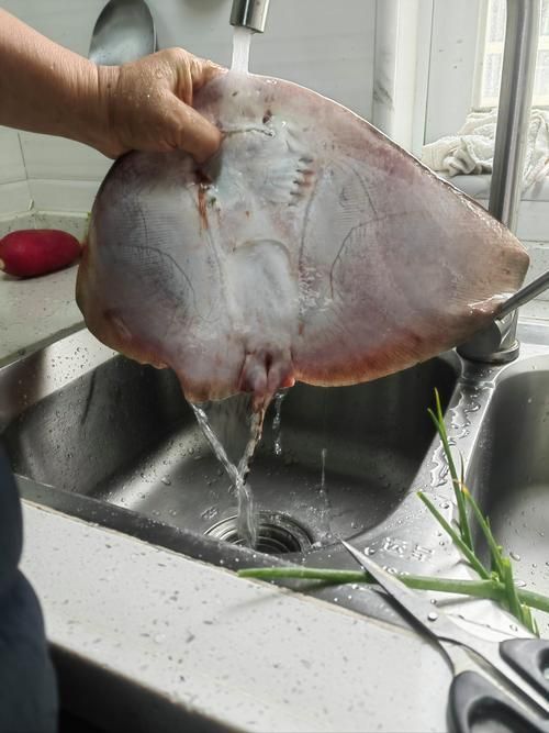 魔鬼魚(yú)圖片大全