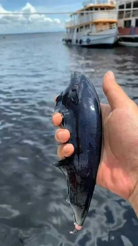魔鬼魚(yú)圖片大全