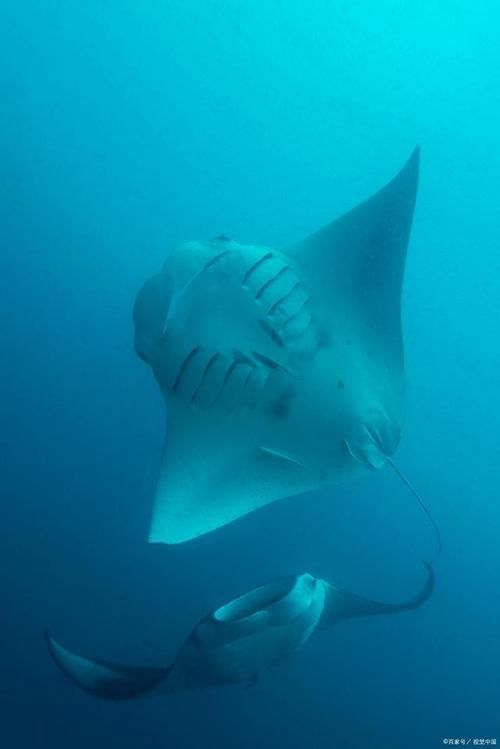 魔鬼魚(yú)圖片大全