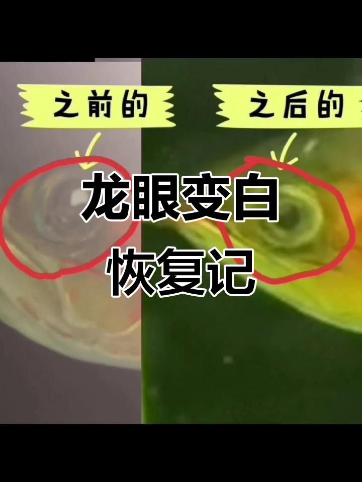 龍魚白眼病完全康復的案例