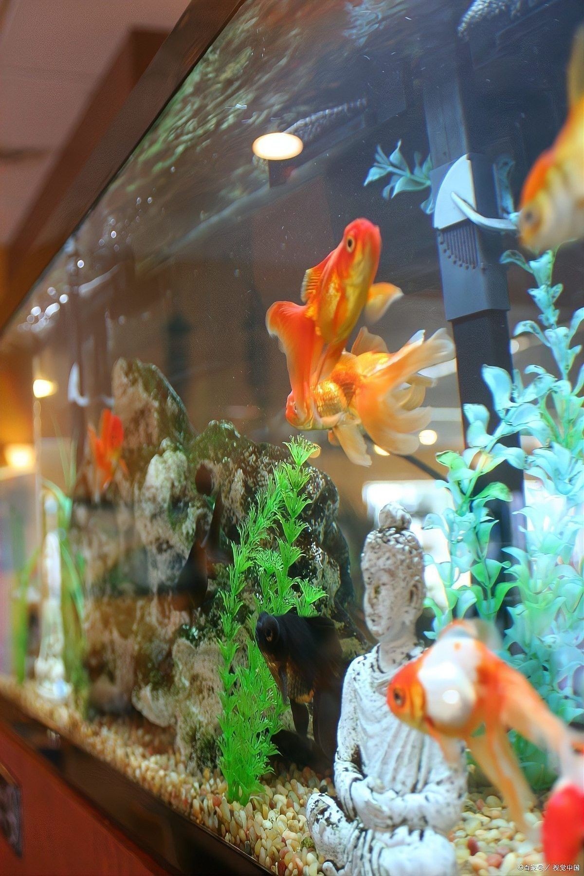 龍魚和鸚鵡混養用什么燈光？
