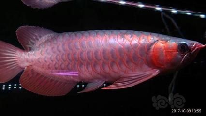 純血紅龍魚多大開始發色了（紅龍魚發色的最佳飼養條件）