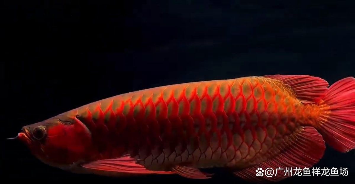 龍魚鯊魚嘴是什么樣子