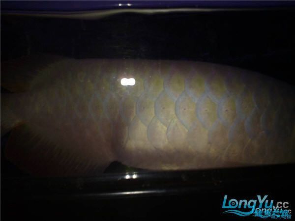 如何判斷龍魚是否患腹水？