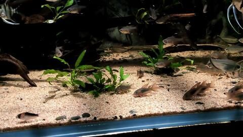 龍魚缸最佳溫度：關于龍魚缸最佳水溫的詳細信息