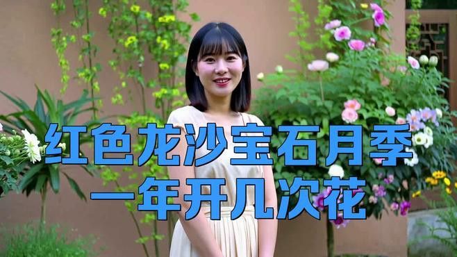 紅龍月季的復花性如何？
