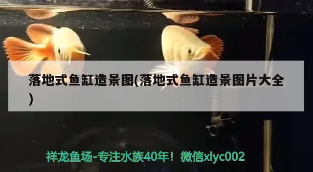 落地式魚缸造景圖片（落地式魚缸造景技巧分享）