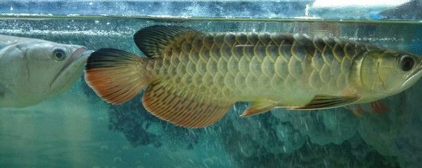 金龍魚怎么爬背：金龍魚怎么爬背金龍魚爬背過程詳細解釋金龍魚爬背過程