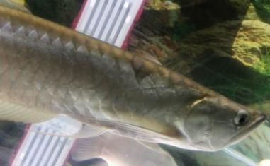 龍魚鱗片有小氣泡（龍魚鱗片出現(xiàn)小氣泡怎么辦？）