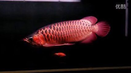 龍魚(yú)經(jīng)常撞缸是怎么回事兒：預(yù)防龍魚(yú)撞缸的具體措施