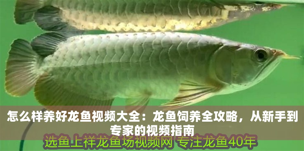 怎么樣養(yǎng)好龍魚視頻大全：龍魚飼養(yǎng)全攻略，從新手到專家的視頻指南