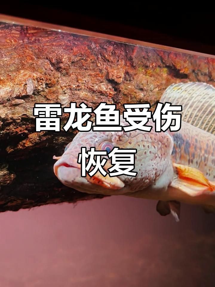 龍魚撞缸后多久會恢復