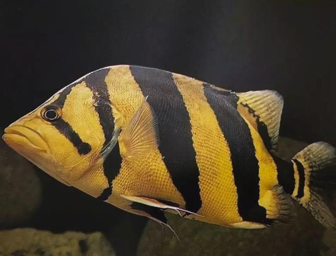 老虎魚圖片100張