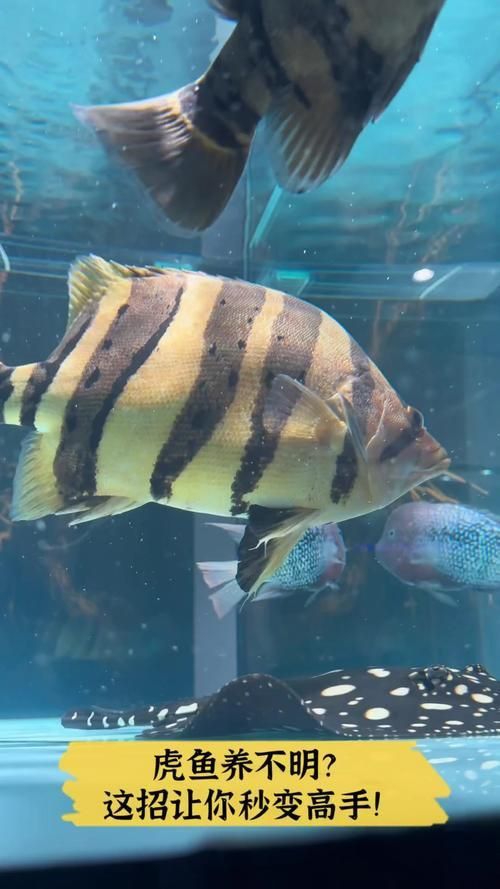 老虎魚圖片100張