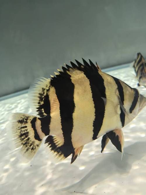 老虎魚圖片100張