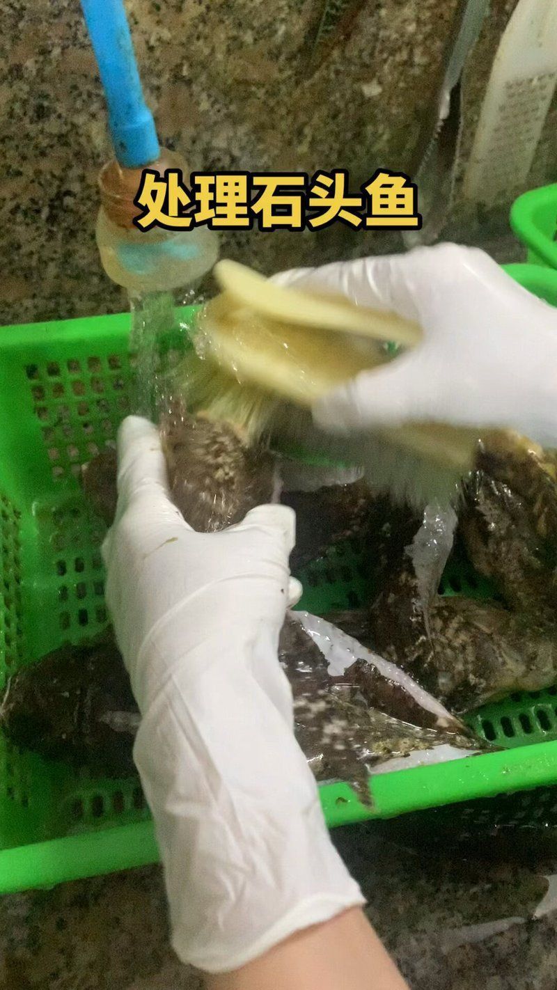老虎魚圖片100張