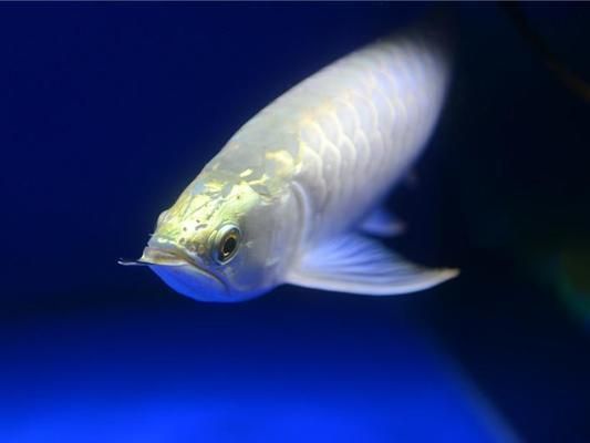 龍魚輕微立麟怎么辦（龍魚輕微立鱗可以采取以下措施進(jìn)行處理確保水質(zhì)良好）