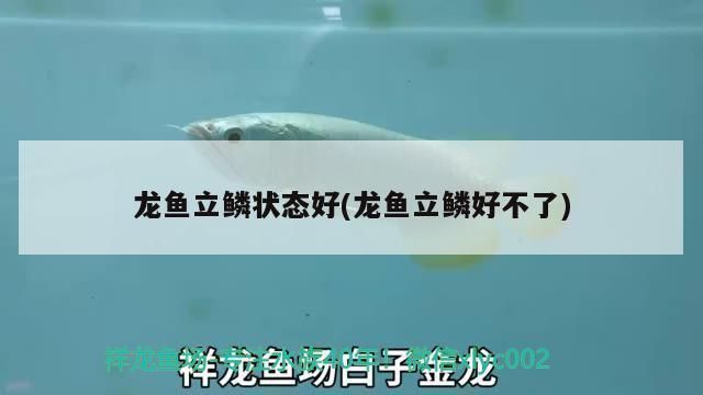 龍魚輕微立麟怎么辦（龍魚輕微立鱗可以采取以下措施進(jìn)行處理確保水質(zhì)良好）