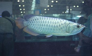銀龍魚體色變暗原因探究：銀龍魚體色變暗可能由多個原因導致銀龍魚體色變暗