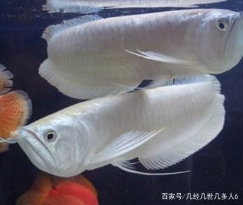 銀龍魚體色變暗原因探究：銀龍魚體色變暗可能由多個原因導致銀龍魚體色變暗