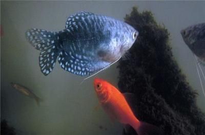 龍魚顏色變淺身體發白（龍魚顏色變淺身體發白怎么辦）