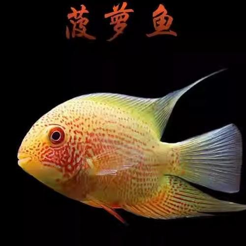 菠蘿魚能和銀龍魚混養嘛圖片