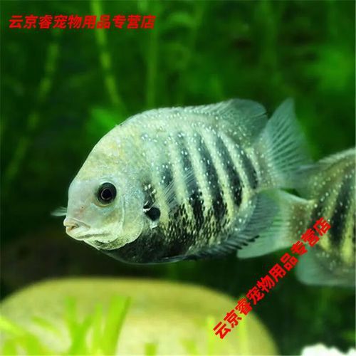 菠蘿魚能和銀龍魚混養嘛圖片