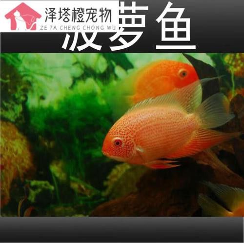 菠蘿魚能和銀龍魚混養嘛圖片