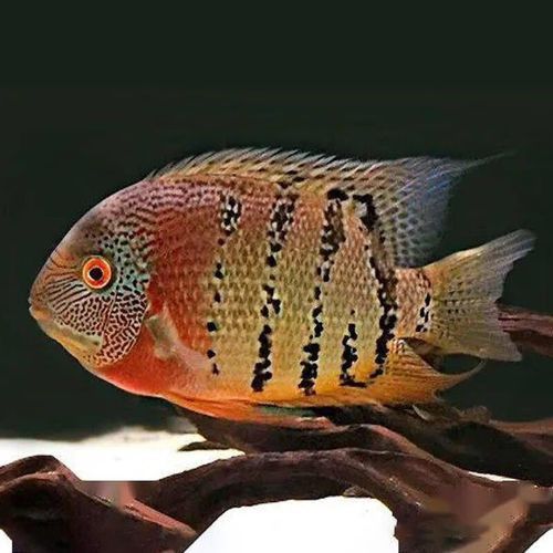 菠蘿魚能和銀龍魚混養嘛圖片