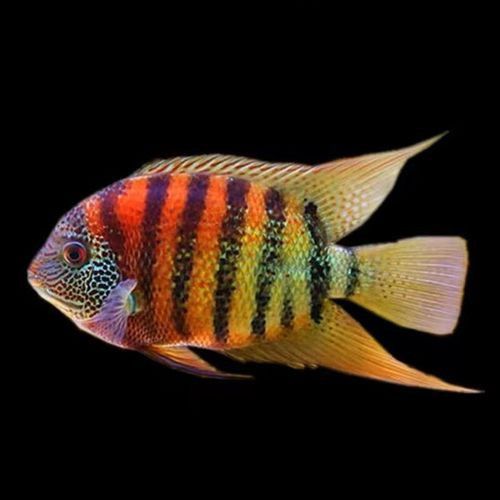 菠蘿魚能和銀龍魚混養嘛圖片