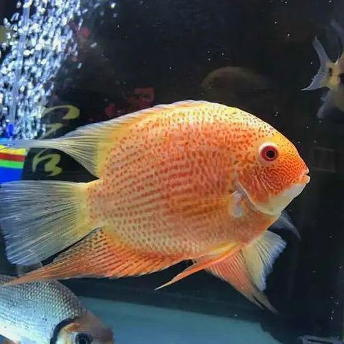 菠蘿魚能和銀龍魚混養嘛圖片