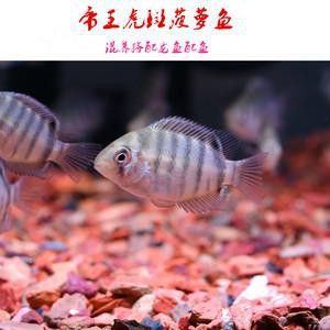 菠蘿魚能和銀龍魚混養嘛圖片