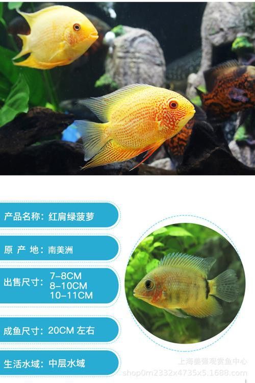 菠蘿魚能和銀龍魚混養嘛圖片