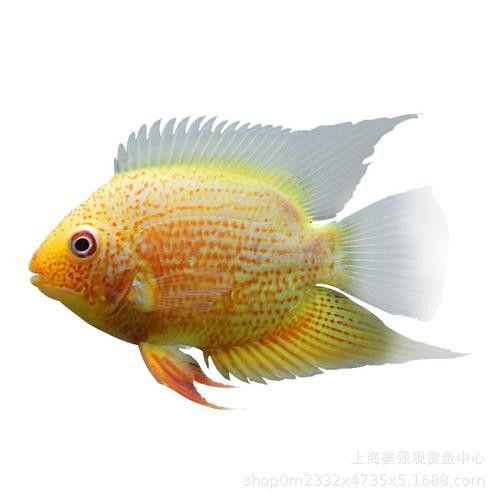 菠蘿魚能和銀龍魚混養嘛圖片