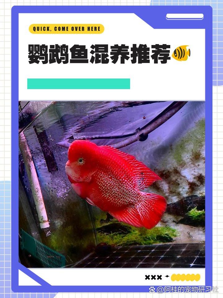 菠蘿魚能和銀龍魚混養嘛圖片