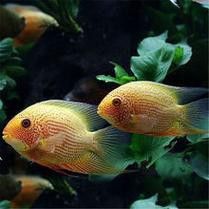 菠蘿魚能和銀龍魚混養嘛圖片