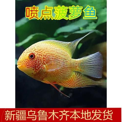菠蘿魚能和銀龍魚混養嘛圖片