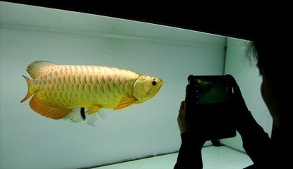 昨天喂完食今天龍魚死了（龍魚喂食后不久死亡的原因）